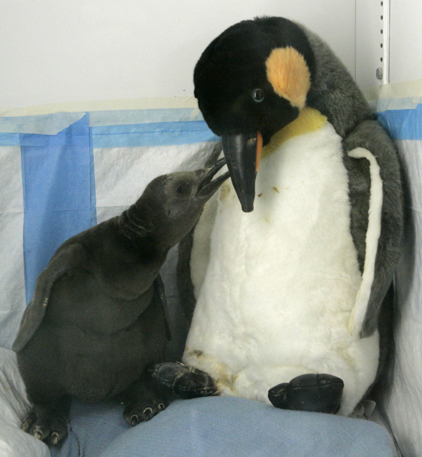 Baby penguin